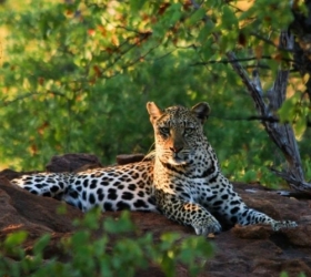 Leopard